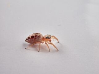 small jumping spider on a white background