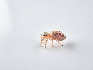 small jumping spider on a white background