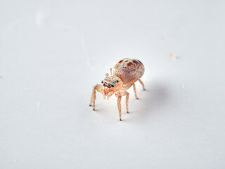 small jumping spider on a white background