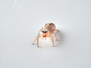 small jumping spider on a white background