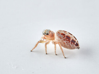 small jumping spider on a white background