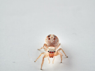small jumping spider on a white background