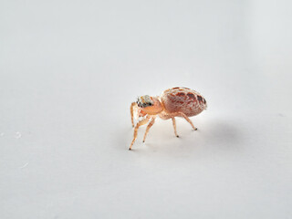 small jumping spider on a white background