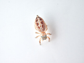 small jumping spider on a white background