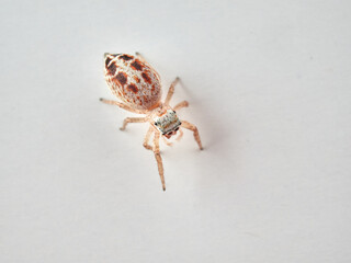 small jumping spider on a white background
