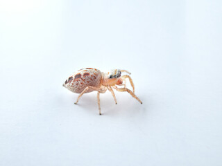 small jumping spider on a white background
