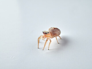 small jumping spider on a white background