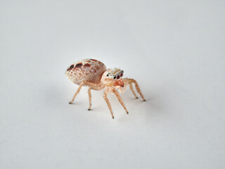 small jumping spider on a white background