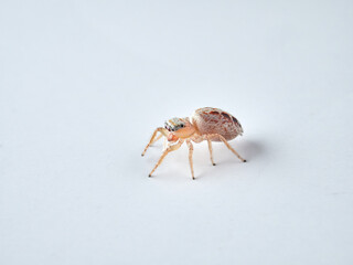 small jumping spider on a white background
