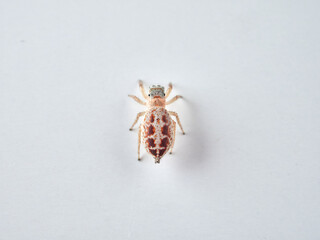small jumping spider on a white background
