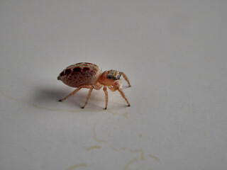 small jumping spider on a white background
