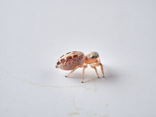 small jumping spider on a white background