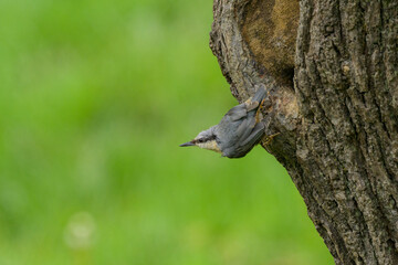 A Eurasian Nuthatch sitting on a tree