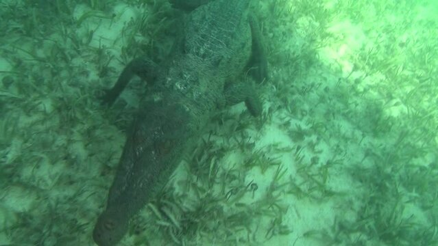 Crocodile swims at the surface
This clip is part of a collection of 8 complementary rushes, ideal for editing purposes.