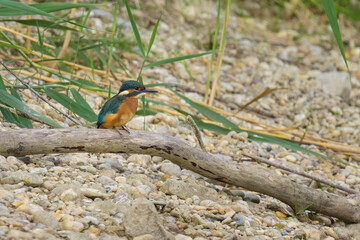 A common kingfisher sitting on a branch