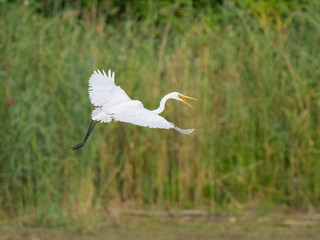 A Great Egret flying low over a pond