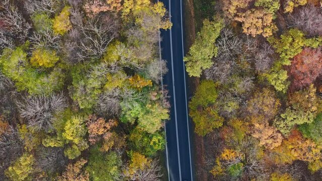 High above a forest road, the autumn scene is lit by morning sunlight, shadows stretching across the asphalt.