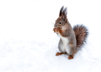 hungry red squirrel standing on the snow and eating a hazelnut.