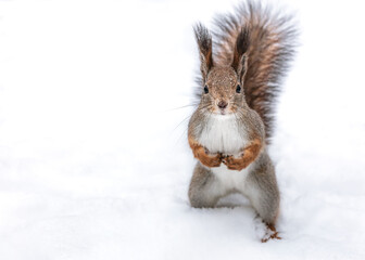 red squirrel with fluffy tail stand on white snow and look to camera.