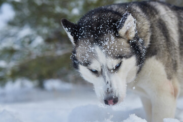 portrait of a beautiful Husky dog in the snow in winter, dog in the snow in winter