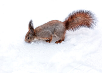 red squirrel sits on snow in winter park and eats nut.