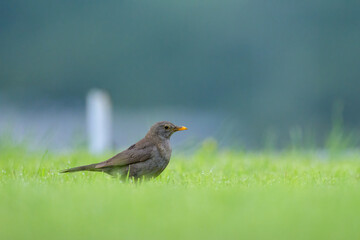 A blackbird looking for food on the ground