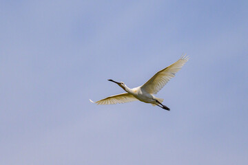 A flying spoonbill on a sunny day in summer