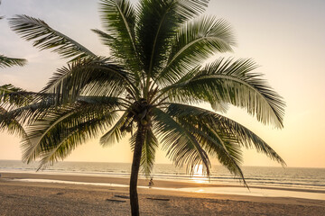 silhouettes of coconut trees palms against the blue sky of India with sunset