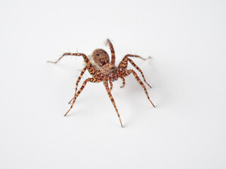 Wolf spider with eggs on the abdomen on a white background