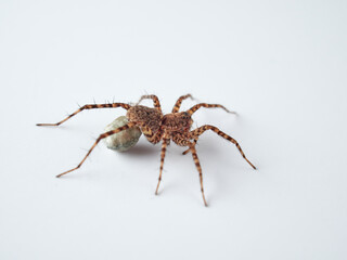 Wolf spider with eggs on the abdomen on a white background