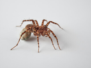 Wolf spider with eggs on the abdomen on a white background