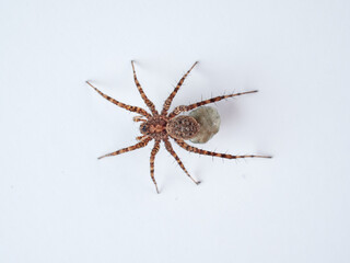 Wolf spider with eggs on the abdomen on a white background