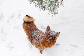 Shiba Inu dog in the snow, walking in a snowy park. Beautiful red dog