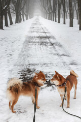 Two Shiba Inu Dogs are walking in a winter snowy park. Two beautiful red shiba inu dogs.
