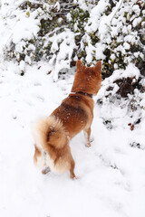Shiba Inu dog in a winter snowy park sniffs the snow. Beautiful red shiba inu dog from above