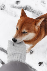 Shiba Inu dog sniffs a glove in winter. Beautiful red shiba inu dog