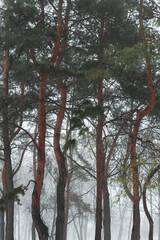 Fototapeta premium Winter forest with fir trees. Beautiful winter forest in the fog