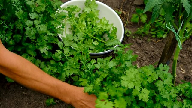 A man farmer harvests cilantro. Selective focus.