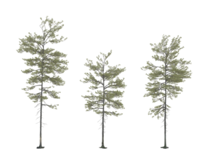 isolated pine tree on transparent background