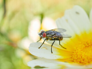 Fly on a flower in a natural environment. Oestroid
