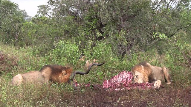 Male lions feeding on the meat of a freshly killed kudu antelope. Close up.