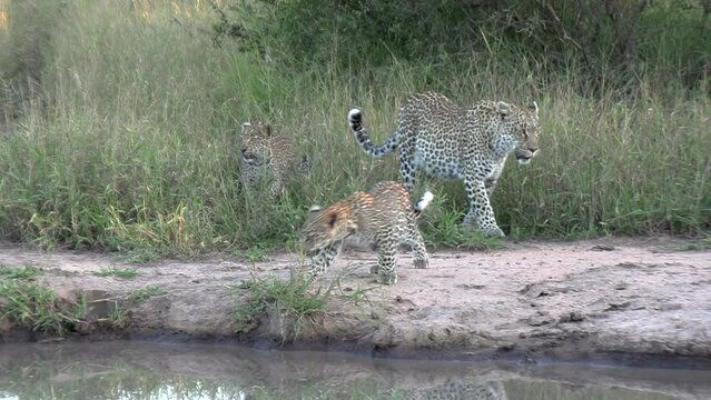 A female leopard with cubs slowly approaches the waterhole to get a drink.