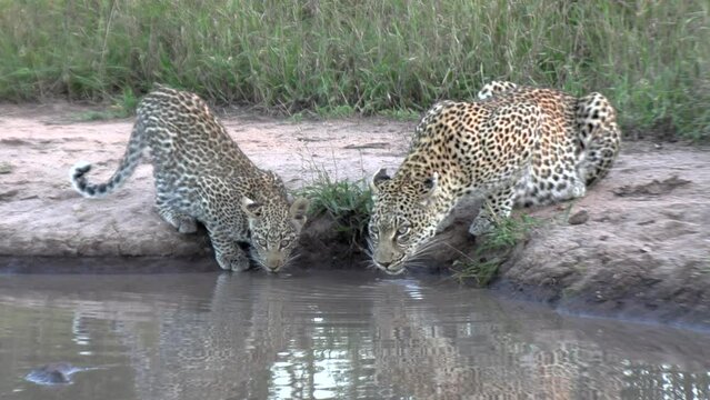 A leopardess and her cub quench their thirst at a watering hole. Close up shot.