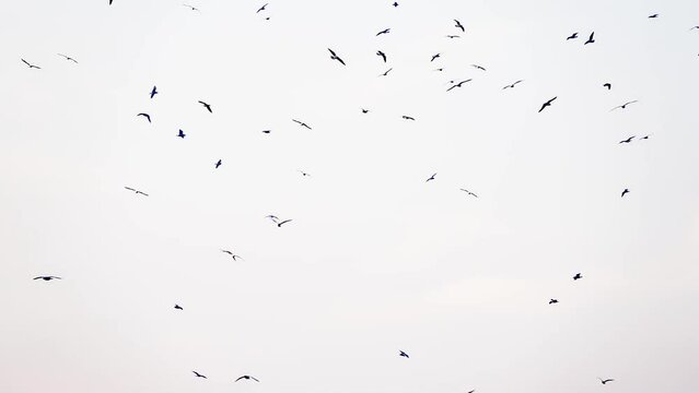 this is a clip about a heard of  seagulls flying in front of the cloudy sky