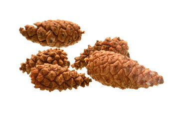 pine cone isolated on white background