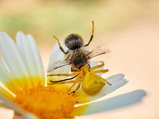 Yellow crab spider hunting a bee on a flower. Thomisus onustus