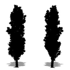 Set or collection of Lombardy Poplar trees as a black silhouette on white background. Concept or conceptual vector for nature, planet, ecology and conservation, strength, endurance and  beauty