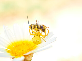 Yellow crab spider hunting a bee on a flower. Thomisus onustus