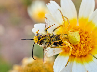 Yellow crab spider hunting a bee on a flower. Thomisus onustus