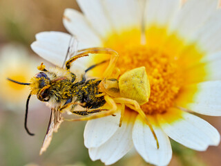 Yellow crab spider hunting a bee on a flower. Thomisus onustus